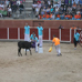 foto de los novillos